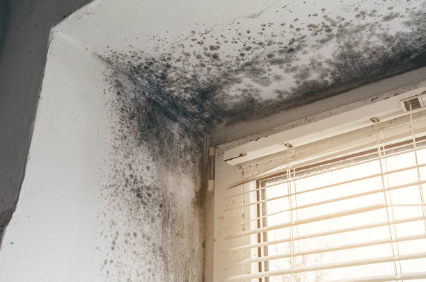Affordable Mold Cleanup solutions in Jbsa Randolph, TX